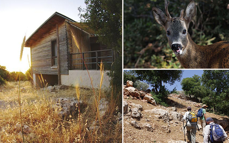 Ajloun Forest Reserve